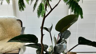 フィロデンドロン2種の大人っぽい寄せ植え〈ロジョコンゴ〉〈バーキン〉