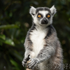 個体紹介　ラト（上野動物園）