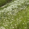 堤防の生態系は1年で様変わり　ヒメジォンのお花畑