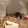 くろごまあん292日目