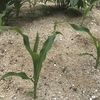 野菜 種まき～発芽