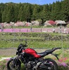 【GW後半の穴場】國田家の芝桜と花桃を満喫｜午後出発で渋滞なしの快適ツーリング