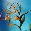 Epidendrum Yellow Capri