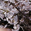 桜♪桜♪