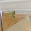 本当にカマキリだ・・・