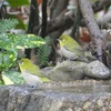 2023年1月の風景　ー野鳥と霜と雪景色ー