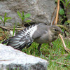 ハクセキレイの幼鳥