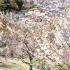 京急　田浦の梅