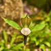 1か月ぶりの植物園 Ⅲ