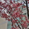 日本橋の桜の開花状況　2024年3月20日（東京都中央区）