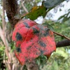 山里の空を青めて柿紅葉（あ）