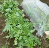 畑の野菜の成長具合(2017/5/14)