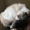 朝から猛暑で物見台に上がれないふくちゃん