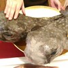 本日の漁港直送の魚たち！【ハリセンボン】【真鯛】【メジナ】【カマス】