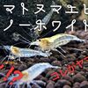 コケ取り能力×鑑賞性！ヤマトヌマエビスノーホワイトの魅力と特徴