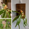 【コウモリラン（ビカクシダ）】鉢植えで３年育成後の株分けと板付け