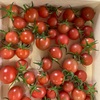 薄皮トマトの収穫