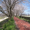 桜の花見