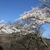 桜見ごろでした！