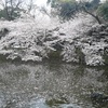 三島市・三島大社の満開の桜