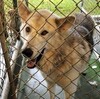ルイジアナの看守犬　"Chief"：　オオカミと犬の交配種