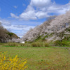 春の秩父旅・1日目｜羊山公園芝桜まつり