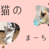 【猫】我が家の猫さんを紹介します