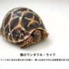 【ネタバレ無】僕のワンダフル・ライフ ~ペットがいるなら見たほうが良い。飼ったばかりの人は尚更見たほうが良い~