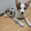 ベル回復に向かう＆犬の登録！