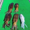 5/9（木）南伊勢の五ケ所湾のティップランの釣果速報