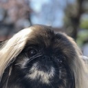 てんつくてんてんちびこがね
