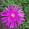 マツバギク Lampranthus spectabilis