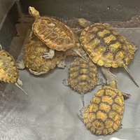 ニホンイシガメの楽園をリニューアルしました カメ目線で 居住空間を考える面白さ 金属遊び研究会 Fisherman Ryo