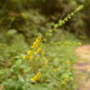 小さな花と小さな虫