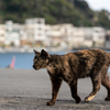 隣市南離島のねこさん