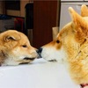 犬がいる暮らし。