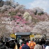 No.466【福島県】福島に桃源郷あり！！個人所有の「花見山公園」に咲き乱れる桜に歓喜！
