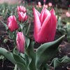 2019年3月　藤沢の花と生き物