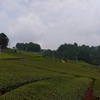 徐々に濃い緑色になる茶畑