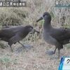 クロアシアホウドリ 産卵確認