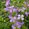 鎌倉扇ガ谷の奥の友人宅の庭の花々　　友人宅を訪ね，春の花々を楽しみました．レンギョウ，ヤマブキ，モクレン．オオイヌノフグリ，ムラサキケマン．チューリップ，タンポポ．スミレ，そして，ムラサキハナナ（ショカツサイ）が竹林へ広がる野辺を紫に染めつくしていました！　鶯に蛙鳴きつぐ庭ありて我が春日は果なきごとし　北原白秋　　うらうらと照れる光にけぶりあひて咲きしづもれる山ざくら花　若山牧水　　春まひる真正面（まとも）の塔の照りしらむ廻縁（ゆか）高うしてしづかなる土　北原白秋