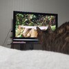 猫用動画にかぶりつき