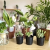 観葉植物で金運アップ！家に置くだけの風水テクニック