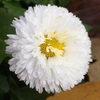 デージーの花