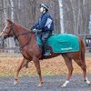２月２３日の登録分で競走馬登録が完了。ここに来て脚元に疲れが見られることから、ＮＦしがらきへ移動して立て直されることに。１１日に放牧済。★サンサルテーション