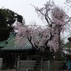 香取神社のしだれ桜