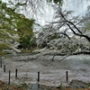 花見は小雨決行だなってね／都立井の頭恩賜公園にて