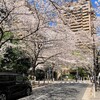 🌸さくら・桜・SAKURA 🌸Part II. 