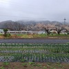 彼岸の入り・冷たい雨日