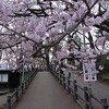 高遠城址公園のタカトオコヒガンザクラ